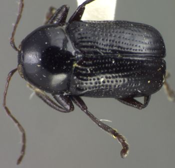 Media type: image;   Entomology 5044 Aspect: habitus dorsal view